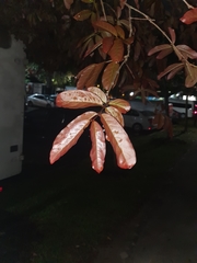 Lagerstroemia langkawiensis