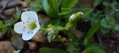 Arenaria hispanica