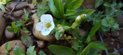 Arenaria hispanica