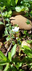 Arenaria hispanica