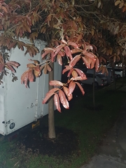 Lagerstroemia langkawiensis
