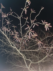 Lagerstroemia langkawiensis