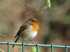 Erithacus rubecula