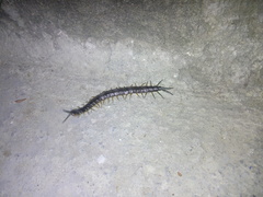 Hemiscolopendra