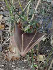 Macronycteris vittatus