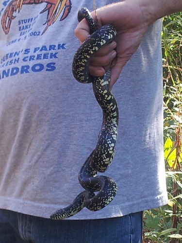 Photo of a Black Kingsnake (Lampropeltis nigra)