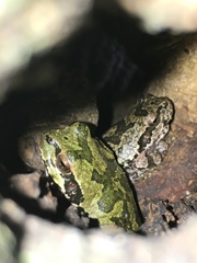 Hyla japonica