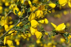 Cytisus arboreus