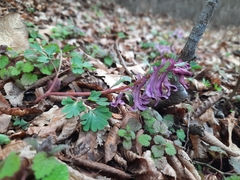 Corydalis paczoskii