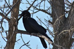 Corvus brachyrhynchos