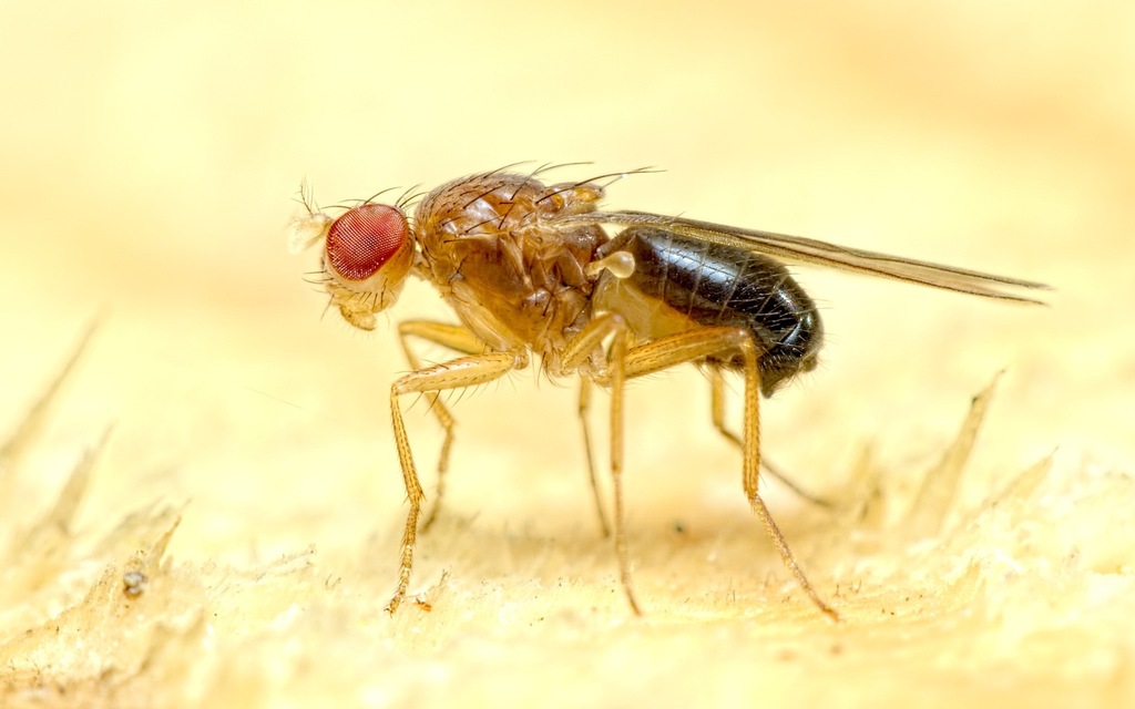Lordiphosa fenestrarum