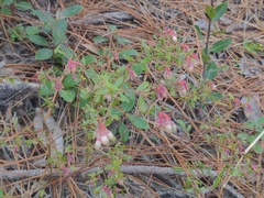 Vaccinium myrsinites