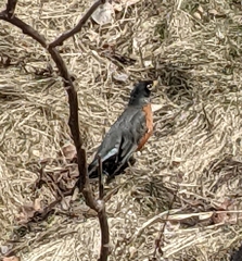 Turdus migratorius