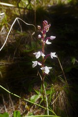 Cynorkis breviplectra