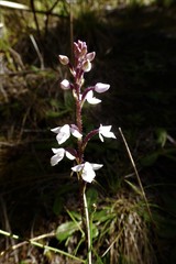 Cynorkis breviplectra