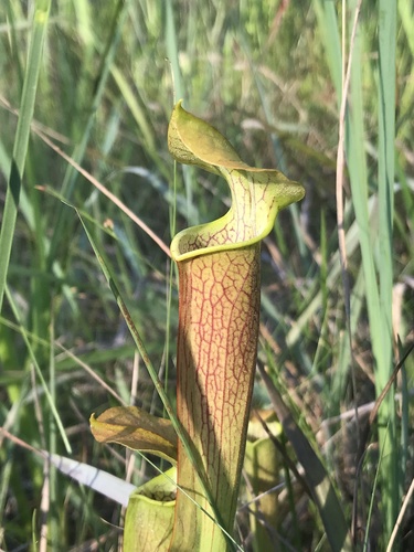 Image of Sarracenia alabamensis by (c) Brandon Corder, some rights reserved (CC BY)