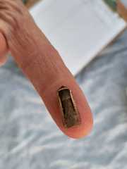 Ochropleura leucogaster