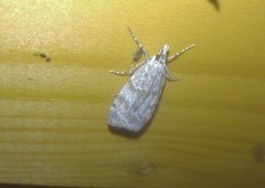 Scoparia subfusca