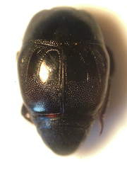 Saprinus aeneus