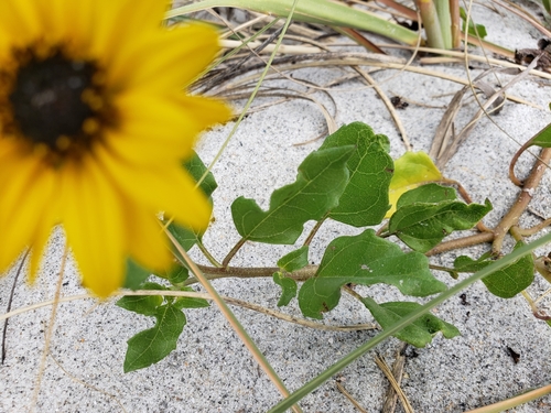 Helianthus image