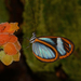 Hyposcada illinissa dolabella - Photo 由 Ken Kertell 所上傳的 (c) Ken Kertell，保留部份權利CC BY-NC