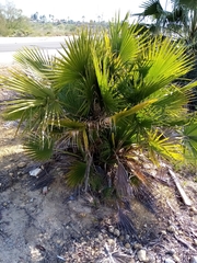 Chamaerops humilis