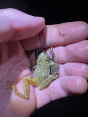 Pseudacris brachyphona