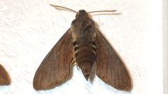 Hyles vespertilio