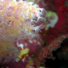 Dendronephthya hemprichi