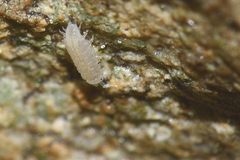 Trichoniscus pygmaeus