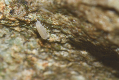 Trichoniscus pygmaeus