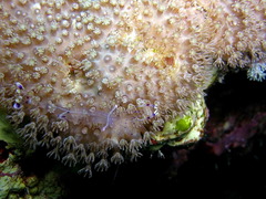 Ancylomenes longicarpus