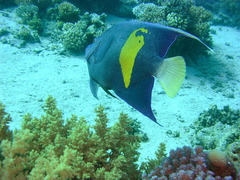 Pomacanthus maculosus