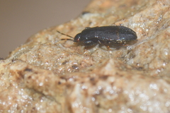 Plinthisus longicollis