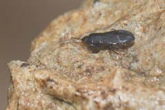 Plinthisus longicollis