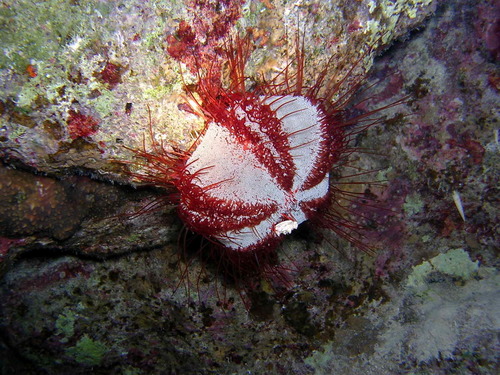 Collector Urchin, photo 9 of 10