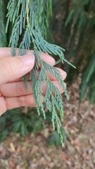 Cupressus cashmeriana