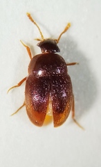 Nargus anisotomoides