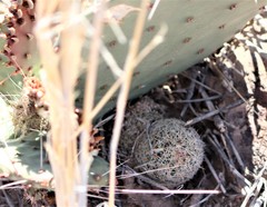 Escobaria tuberculosa varicolor