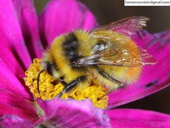 Bombus pyrosoma