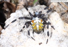 Araneus diadematoides