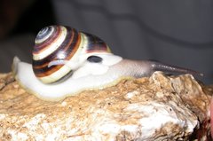 Asperitas colorata