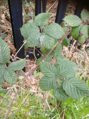 Rubus