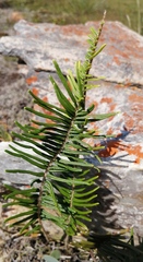 Pellaea pectiniformis