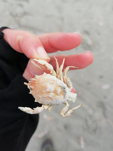 Masked crab, 9162 Ballum, Netherlands, photo 9 of 10