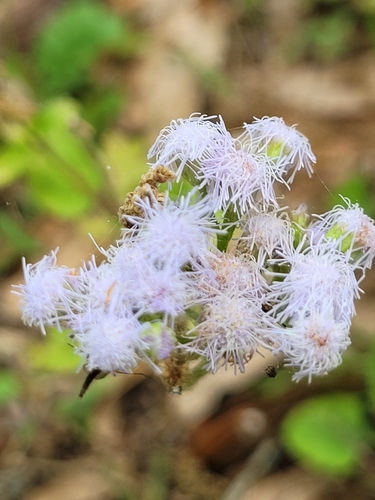 Ageratum houstonianum image