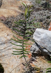 Pellaea pectiniformis