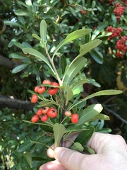 Pyracantha koidzumii