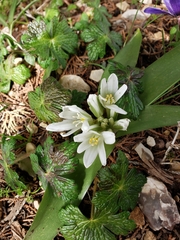 Ornithogalum lanceolatum