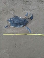 Spheniscus magellanicus